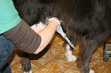 INSEMINATION ARTIFICIELLE 003